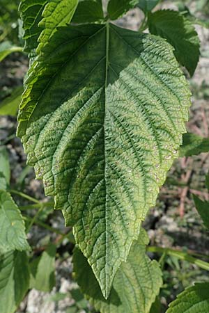 Salvia hispanica \ Mexikanische Chia / Chia Seeds, D R&ouml;merberg 30.8.2022