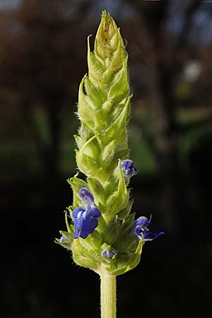 Salvia hispanica \ Mexikanische Chia / Chia Seeds, D R&ouml;merberg 27.11.2022