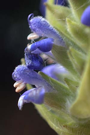 Salvia hispanica \ Mexikanische Chia / Chia Seeds, D R&ouml;merberg 3.12.2022