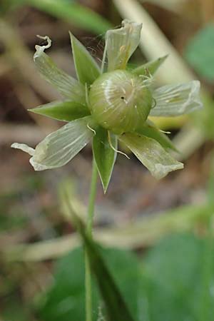 Stellaria holostea \ Gro&szlig;e Sternmiere / Greater Stitchwort, D Schriesheim-Altenbach 8.6.2023