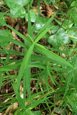 Stellaria holostea \ Gro&szlig;e Sternmiere / Greater Stitchwort, D Schriesheim-Altenbach 8.6.2023