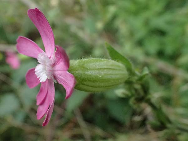Silene x hampeana \ Lichtnelken-Hybride / Hybrid Campion, D B&uuml;rstadt 27.9.2025
