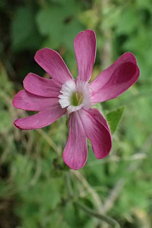Silene x hampeana \ Lichtnelken-Hybride / Hybrid Campion, D B&uuml;rstadt 27.9.2025