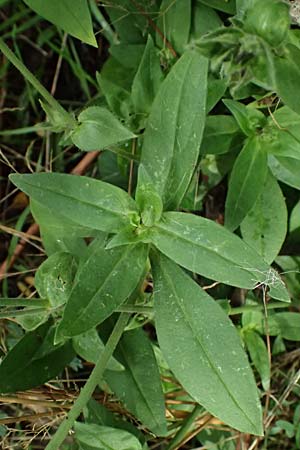 Silene x hampeana \ Lichtnelken-Hybride / Hybrid Campion, D B&uuml;rstadt 27.9.2025