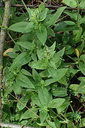 Silene x hampeana \ Lichtnelken-Hybride / Hybrid Campion, D B&uuml;rstadt 27.9.2025