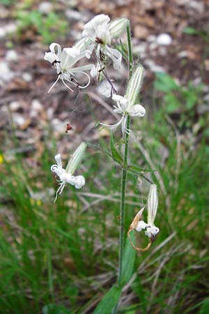 Silene nutans \ Nickendes Leimkraut / Nottingham Catchfly, D Blaubeuren 2.6.2015