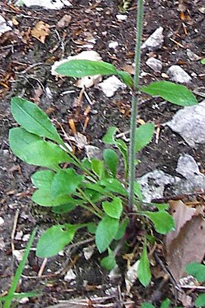 Silene nutans \ Nickendes Leimkraut / Nottingham Catchfly, D Blaubeuren 2.6.2015