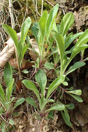 Silene nutans \ Nickendes Leimkraut / Nottingham Catchfly, D Odenwald, Nieder-Beerbach 22.4.2016