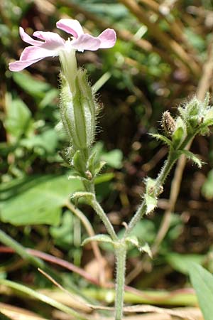 Silene x hampeana \ Lichtnelken-Hybride / Hybrid Campion, D Wiesloch 30.7.2016
