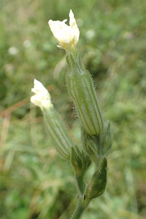 Silene latifolia subsp. alba \ Wei&szlig;e Lichtnelke / White Campion, D Freiburg-Tiengen 22.7.2017