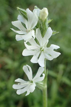 Silene dichotoma \ Gabel-Leimkraut / Forked Catchfly, D Freiburg-Tiengen 5.6.2018