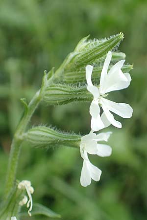 Silene dichotoma \ Gabel-Leimkraut / Forked Catchfly, D Freiburg-Tiengen 5.6.2018