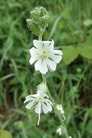 Silene dichotoma \ Gabel-Leimkraut / Forked Catchfly, D Freiburg-Tiengen 5.6.2018