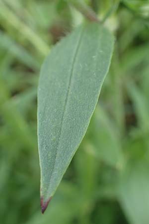 Silene dichotoma \ Gabel-Leimkraut / Forked Catchfly, D Freiburg-Tiengen 5.6.2018