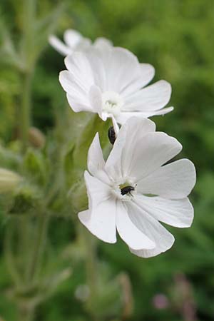Silene latifolia subsp. alba \ Wei&szlig;e Lichtnelke / White Campion, D Almequellen bei/near Brilon 15.6.2018