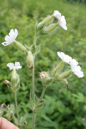 Silene latifolia subsp. alba \ Wei&szlig;e Lichtnelke / White Campion, D Almequellen bei/near Brilon 15.6.2018