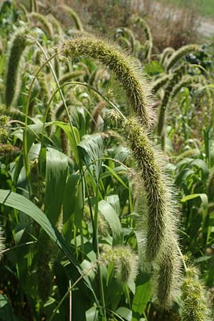 Setaria italica \ Kolbenhirse, Borstenhirse / Foxtail MilletBristle Grass, D Stuttgart-Hohenheim 19.7.2018
