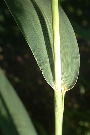 Setaria italica \ Kolbenhirse, Borstenhirse / Foxtail MilletBristle Grass, D Stuttgart-Hohenheim 19.7.2018