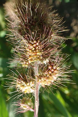 Setaria italica \ Kolbenhirse, Borstenhirse / Foxtail MilletBristle Grass, D Stuttgart-Hohenheim 19.7.2018