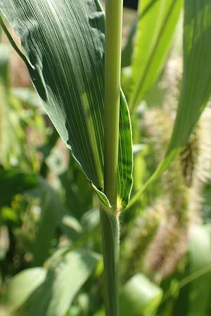 Setaria italica \ Kolbenhirse, Borstenhirse / Foxtail MilletBristle Grass, D Stuttgart-Hohenheim 19.7.2018