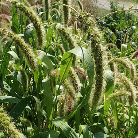 Setaria italica \ Kolbenhirse, Borstenhirse / Foxtail MilletBristle Grass, D Stuttgart-Hohenheim 19.7.2018