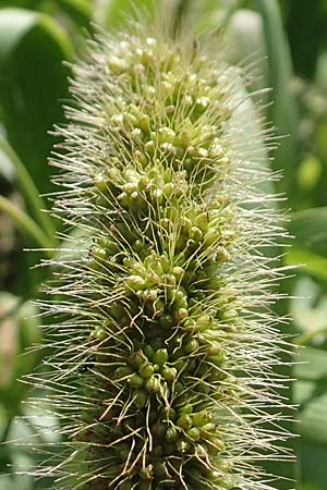 Setaria italica \ Kolbenhirse, Borstenhirse / Foxtail MilletBristle Grass, D Stuttgart-Hohenheim 19.7.2018