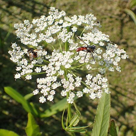Sium latifolium \ Gro&szlig;er Merk, Breitbl&auml;ttriger Merk / Greater Water Parsnip, D Sachsen-Anhalt, Jerichow 22.9.2020