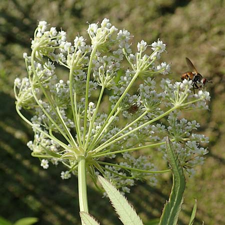 Sium latifolium \ Gro&szlig;er Merk, Breitbl&auml;ttriger Merk / Greater Water Parsnip, D Sachsen-Anhalt, Jerichow 22.9.2020