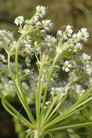 Sium latifolium \ Gro&szlig;er Merk, Breitbl&auml;ttriger Merk / Greater Water Parsnip, D Sachsen-Anhalt, Jerichow 22.9.2020