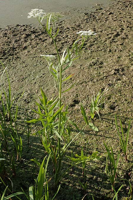 Sium latifolium \ Gro&szlig;er Merk, Breitbl&auml;ttriger Merk / Greater Water Parsnip, D Sachsen-Anhalt, Jerichow 22.9.2020