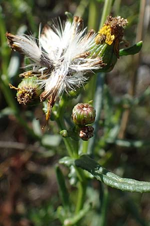 Senecio inaequidens \ Schmalbl&auml;ttriges Greiskraut / Narrow-Leaved Ragwort, D Ludwigshafen 11.10.2020