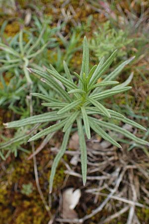 Senecio inaequidens \ Schmalbl&auml;ttriges Greiskraut / Narrow-Leaved Ragwort, D Hockenheim 5.4.2022