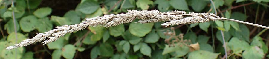 Poaceae spec2 ? \ Gras / Grass, D Kaiserstuhl,  Riegel 3.9.2022