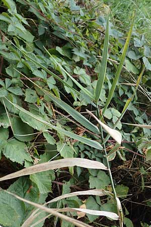 Poaceae spec2 ? \ Gras / Grass, D Kaiserstuhl,  Riegel 3.9.2022