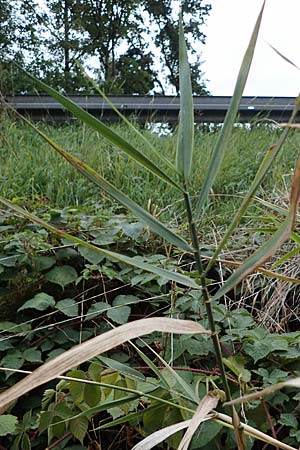 Poaceae spec2 ? \ Gras / Grass, D Kaiserstuhl,  Riegel 3.9.2022