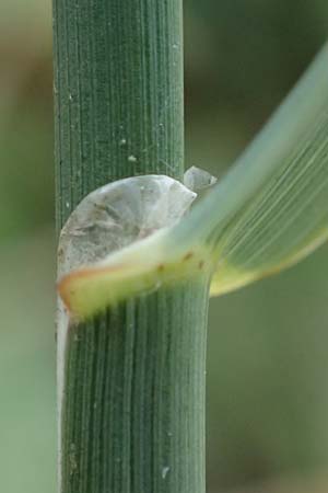 Poaceae spec2 ? \ Gras / Grass, D Kaiserstuhl,  Riegel 3.9.2022