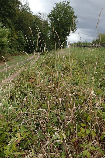 Poaceae spec2 ? \ Gras / Grass, D Kaiserstuhl,  Riegel 3.9.2022