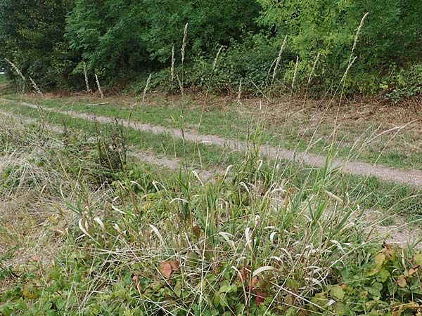 Poaceae spec2 ? \ Gras / Grass, D Kaiserstuhl,  Riegel 3.9.2022