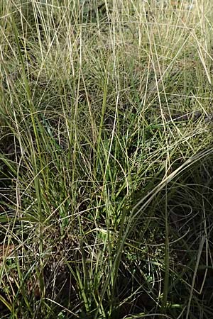 Sporobolus indicus \ Indisches Samenfallgras, Indisches Vilfagras / Smut Grass, Rat Tail Grass, D Heidelberg 2.3.2024