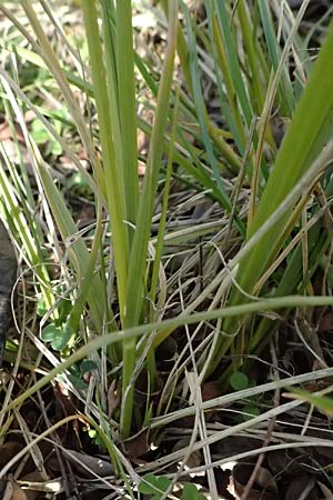 Sporobolus indicus \ Indisches Samenfallgras, Indisches Vilfagras / Smut Grass, Rat Tail Grass, D Heidelberg 2.3.2024
