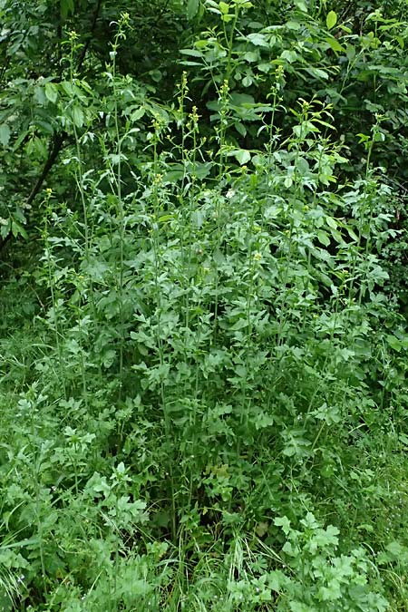 Sisymbrium officinale \ Weg-Rauke / Hedge Mustard, D Mannheim 6.5.2024