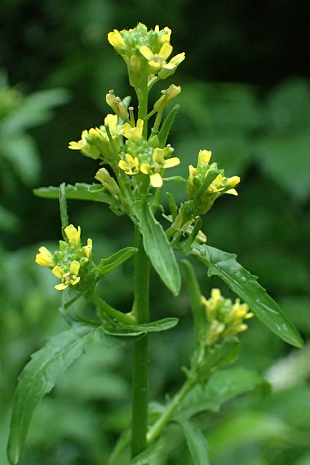 Sisymbrium officinale \ Weg-Rauke / Hedge Mustard, D Mannheim 6.5.2024