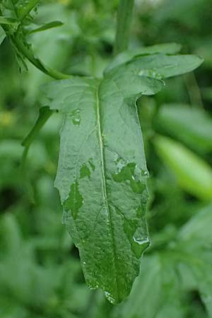 Sisymbrium officinale \ Weg-Rauke / Hedge Mustard, D Mannheim 6.5.2024