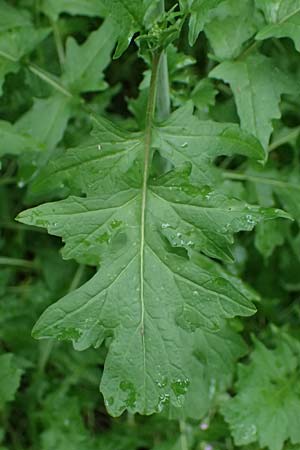 Sisymbrium officinale \ Weg-Rauke / Hedge Mustard, D Mannheim 6.5.2024