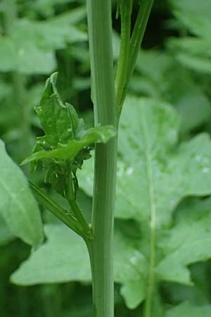 Sisymbrium officinale \ Weg-Rauke / Hedge Mustard, D Mannheim 6.5.2024