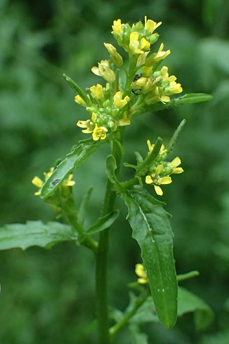 Sisymbrium officinale \ Weg-Rauke / Hedge Mustard, D Mannheim 6.5.2024