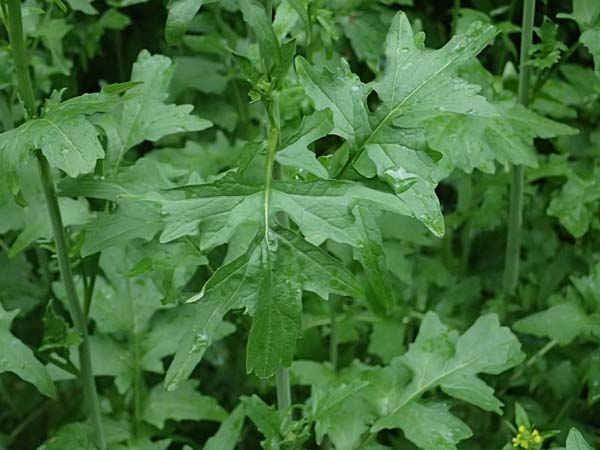 Sisymbrium officinale \ Weg-Rauke / Hedge Mustard, D Mannheim 6.5.2024