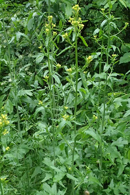 Sisymbrium officinale \ Weg-Rauke / Hedge Mustard, D Mannheim 6.5.2024