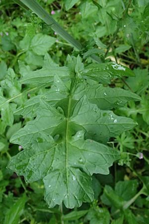 Sisymbrium officinale \ Weg-Rauke / Hedge Mustard, D Mannheim 6.5.2024