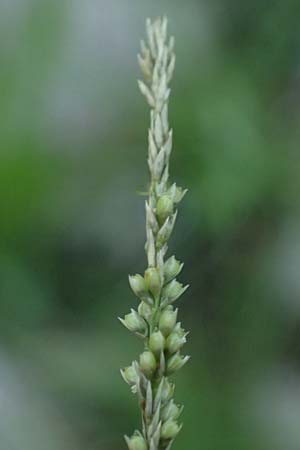 Sporobolus indicus \ Indisches Samenfallgras, Indisches Vilfagras / Smut Grass, Rat Tail Grass, D Heidelberg 31.7.2025